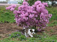 Tipper, a male Shorkie for sale in Jefferson, SD – Photo 9 of 10