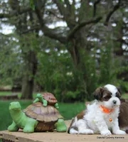 Tipper, a male Shorkie for sale in Jefferson, SD – Photo 10 of 10