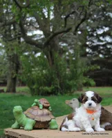 Tipper, a male Shorkie for sale in Jefferson, SD – Photo 5 of 10