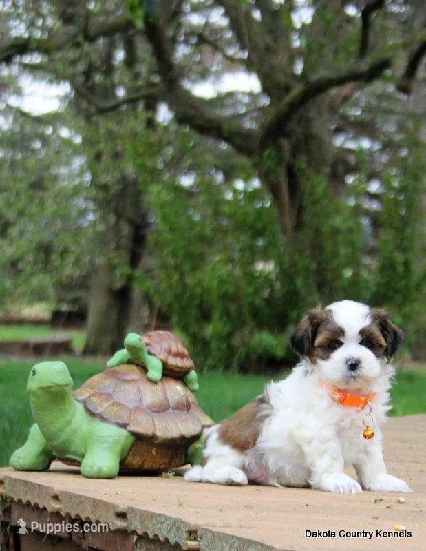 Tipper – Shorkie puppy for sale in Jefferson, SD