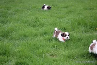 Tipper, a male Shorkie for sale in Jefferson, SD – Photo 4 of 10