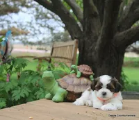 Tipper, a male Shorkie for sale in Jefferson, SD – Photo 2 of 10