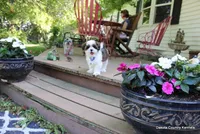 Tipper, a male Shorkie for sale in Jefferson, SD – 3 of 10