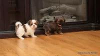 Sasha, a female Shorkie for sale in Jefferson, SD – Photo 8 of 8