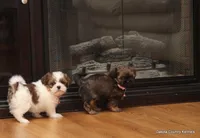 Sasha, a female Shorkie for sale in Jefferson, SD – Photo 4 of 8