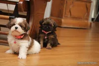 Sasha, a female Shorkie for sale in Jefferson, SD – Photo 6 of 8