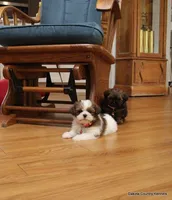 Sasha, a female Shorkie for sale in Jefferson, SD – Photo 3 of 8