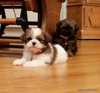 Sasha, a female Shorkie for sale in Jefferson, SD – Photo 7 of 8