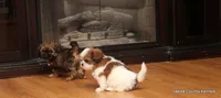Sasha, a female Shorkie for sale in Jefferson, SD – Photo 2 of 8
