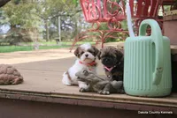 Sasha, a female Shorkie for sale in Jefferson, SD – Photo 5 of 8