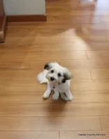 Goose, a male Shorkie for sale in Jefferson, SD – 2 of 10