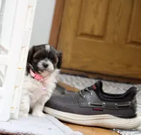 Nina, a female Shorkie for sale in Jefferson, SD – Photo 5 of 10