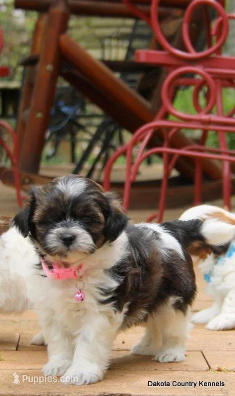 Nina – Shorkie puppy for sale in Jefferson, SD