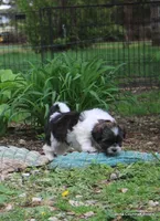 Nina, a female Shorkie for sale in Jefferson, SD – Photo 3 of 10