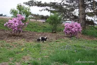 Nina, a female Shorkie for sale in Jefferson, SD – Photo 10 of 10
