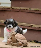 Nina, a female Shorkie for sale in Jefferson, SD – Photo 7 of 10