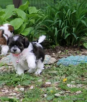 Nina, a female Shorkie for sale in Jefferson, SD – Photo 2 of 10
