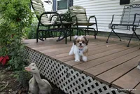 Bernie, a male Shorkie for sale in Jefferson, SD – 4 of 10