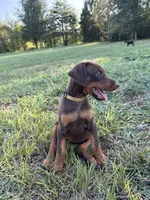 No name , a female Doberman Pinscher for sale in Gaffney, SC – 4 of 4