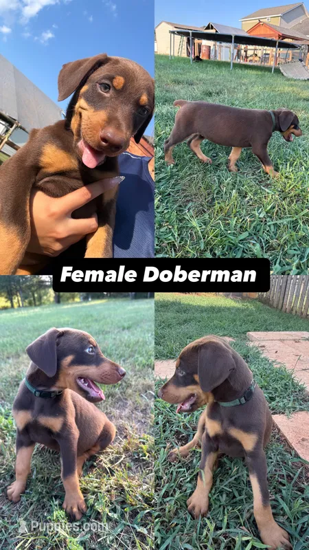 No name  – Doberman Pinscher puppy for sale in Gaffney, SC