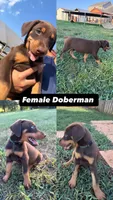 No name , a female Doberman Pinscher for sale in Gaffney, SC – 1 of 4