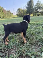 No name , a female Doberman Pinscher for sale in Gaffney, SC – 4 of 5