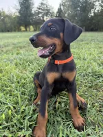 No name , a female Doberman Pinscher for sale in Gaffney, SC – 4 of 5