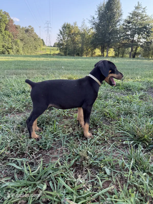 No name  – Doberman Pinscher puppy for sale in Gaffney, SC