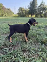 No name , a female Doberman Pinscher for sale in Gaffney, SC – 1 of 5