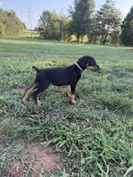 No name , a female Doberman Pinscher for sale in Gaffney, SC – 5 of 5