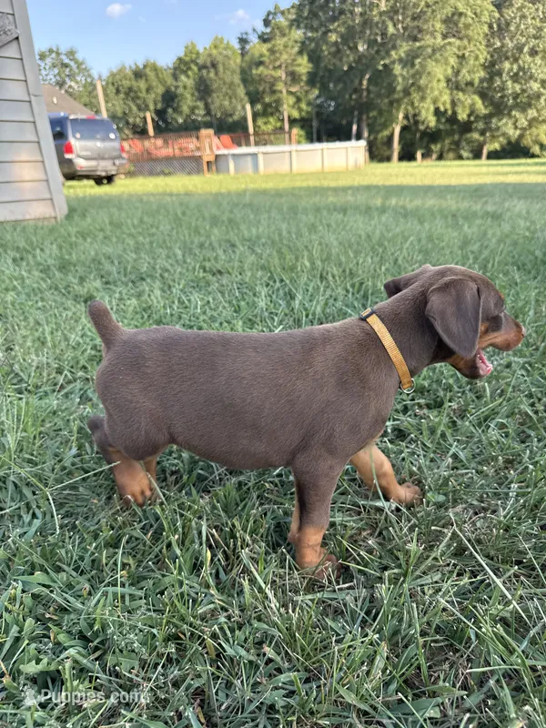 No name  – Doberman Pinscher puppy for sale in Gaffney, SC
