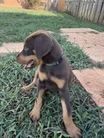 No name , a female Doberman Pinscher for sale in Gaffney, SC – 2 of 4