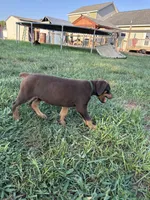 No name , a female Doberman Pinscher for sale in Gaffney, SC – 3 of 4