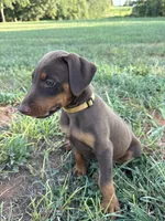 No name , a female Doberman Pinscher for sale in Gaffney, SC – 2 of 4