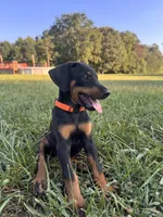 No name , a female Doberman Pinscher for sale in Gaffney, SC – 5 of 5