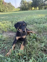 No name , a female Doberman Pinscher for sale in Gaffney, SC – 3 of 5