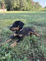 No name , a female Doberman Pinscher for sale in Gaffney, SC – 2 of 5