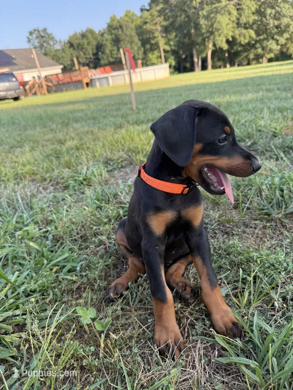 No name  – Doberman Pinscher puppy for sale in Gaffney, SC