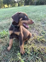 No name , a female Doberman Pinscher for sale in Gaffney, SC – 4 of 4