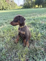 No name , a female Doberman Pinscher for sale in Gaffney, SC – 3 of 4