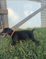 No name , a female Doberman Pinscher for sale in Gaffney, SC – 2 of 5