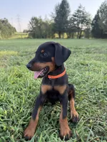 No name , a female Doberman Pinscher for sale in Gaffney, SC – 3 of 5