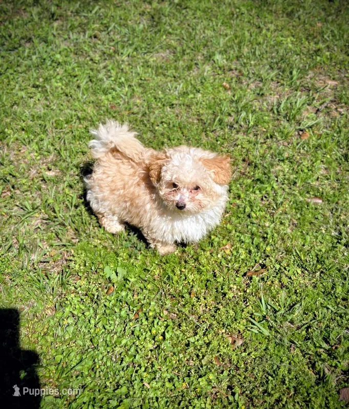 G baby – Maltipoo puppy for sale in Tomball, TX
