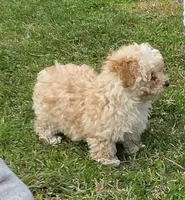 G baby, a female Maltipoo for sale in Tomball, TX – Photo 1 of 4