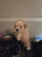 processed/019429dd-a842-47f5-b06b-89c79747bc47/listing/0974672c-3727-44bc-b0ed-83d287d17526/b5a51795-56cf-48ee-b8b4-34d9a28a54f0