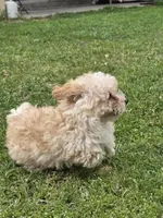 G baby, a female Maltipoo for sale in Tomball, TX – Photo 4 of 4