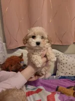 processed/019429dd-a842-47f5-b06b-89c79747bc47/listing/1a6b5c50-a855-4392-b85b-a5da3448e9d8/d8bf1d57-ef49-480c-a136-7185a18e1af3