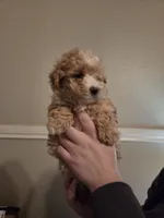 Zoey girl #2, a female Maltipoo for sale in Tomball, TX – Photo 1 of 4