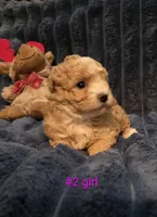 Zoey girl #2, a female Maltipoo for sale in Tomball, TX – Photo 3 of 4