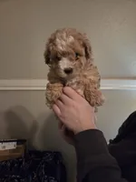 Zoey girl #2, a female Maltipoo for sale in Tomball, TX – Photo 4 of 4